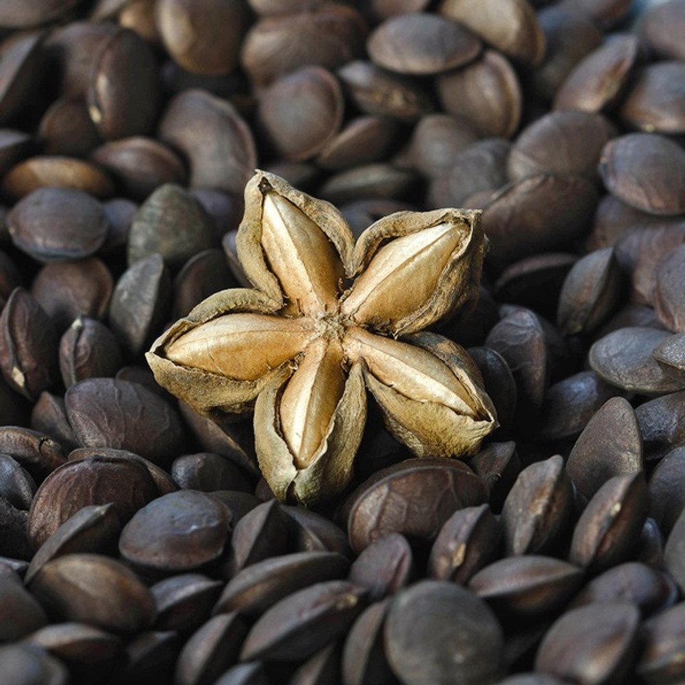 Harvested Sacha Inchi fruit and seeds