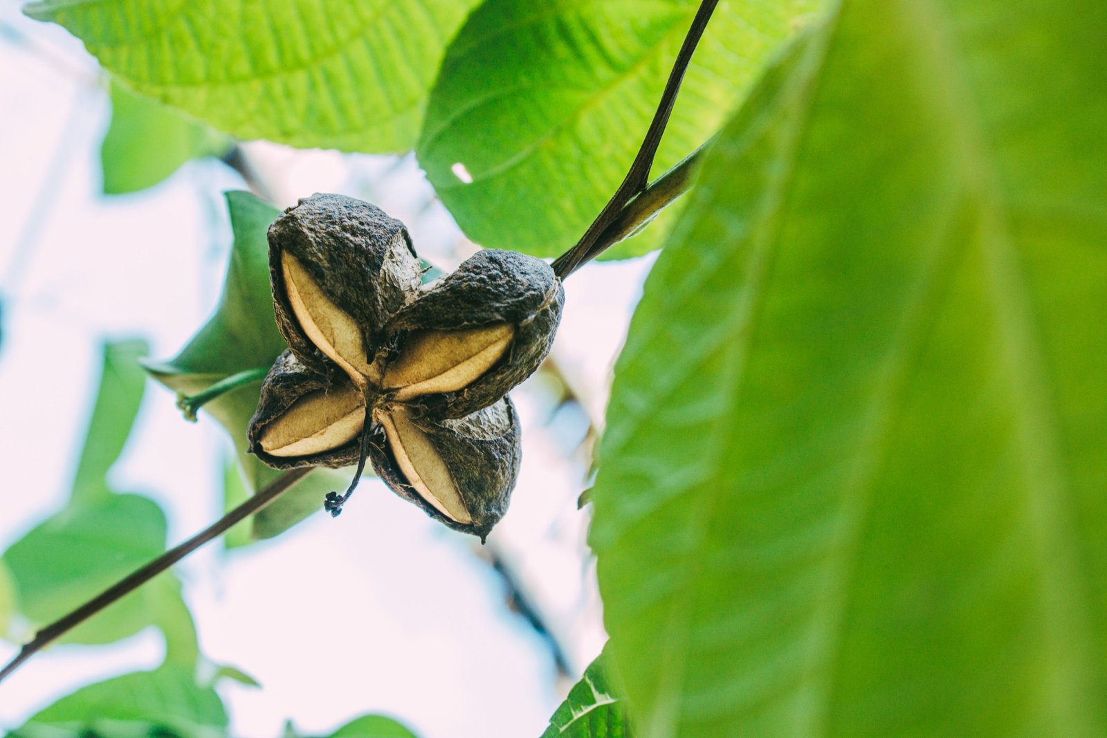Sacha Inchi plant and fruit