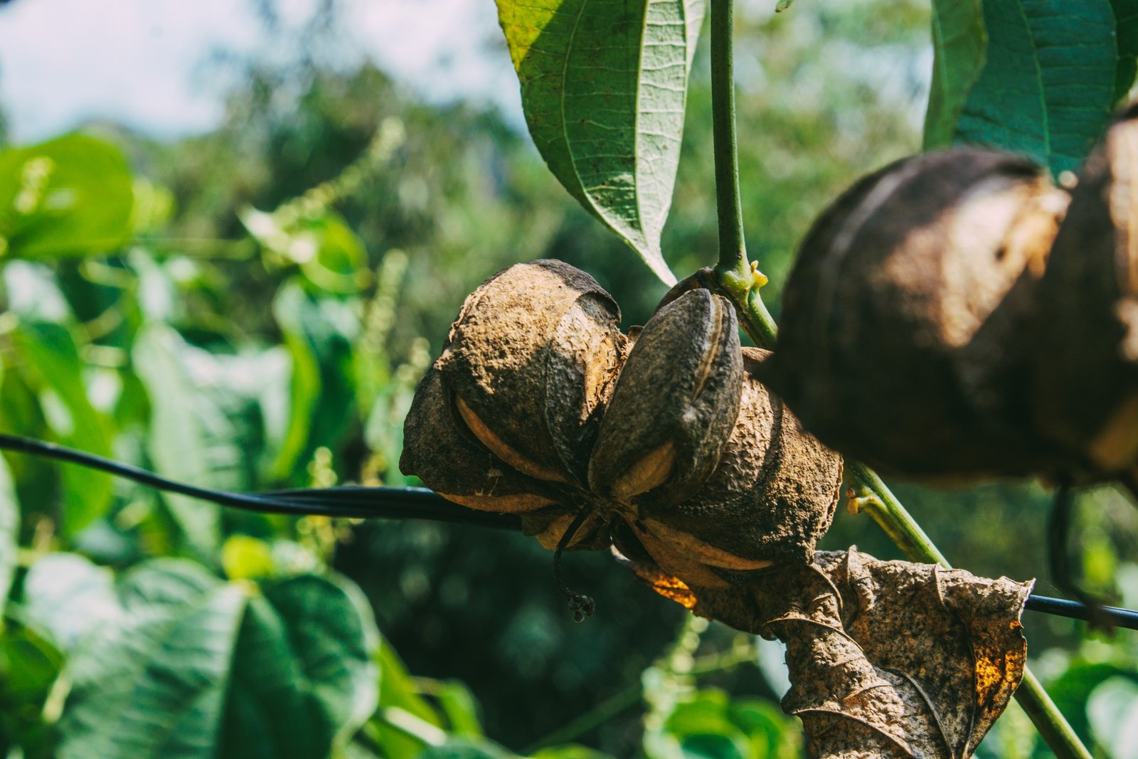 Ripe Sacha Inchi fruit on the plant